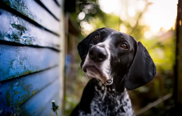 Look, background, dog
