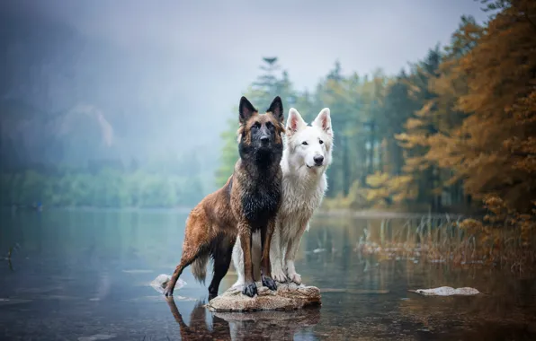 Autumn, dogs, look, shore, stone, two, pair, a couple