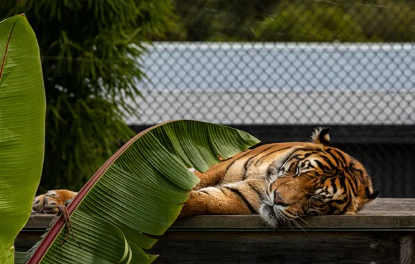 Leaves, tiger, comfort, Palma, mesh, stay, sleep, sleeping
