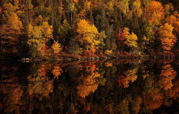 Autumn, forest, trees, lake, reflection, shore, yellow, pond