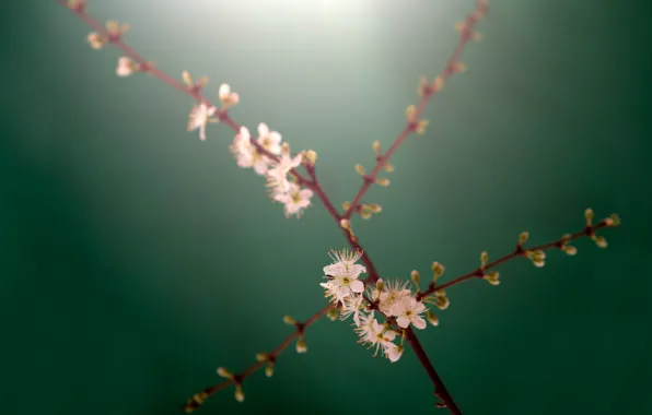 Branches, stems, buds, white flowers, branches, buds, stalks, white flowers