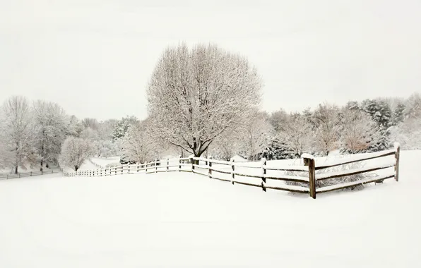 Picture winter, snow, trees, landscape, nature, the fence, fence, ate