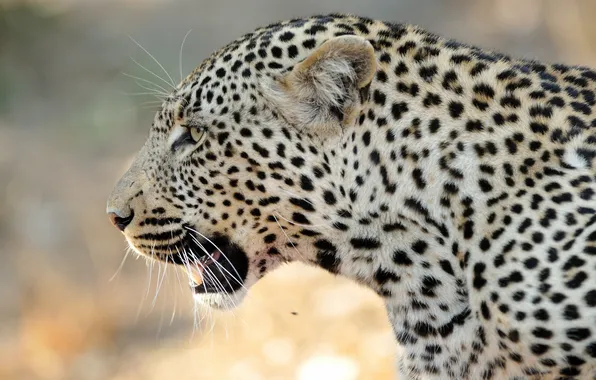 Face, predator, leopard, profile, wild cat