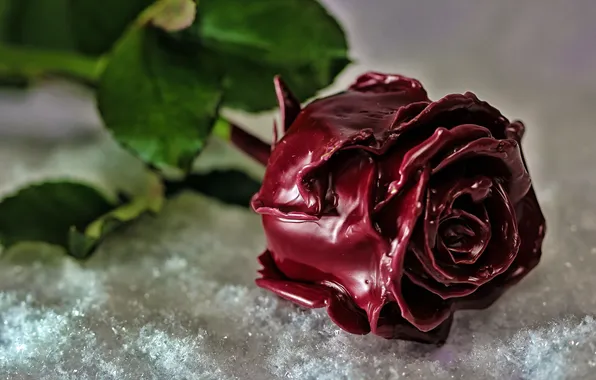 Snow, background, roses