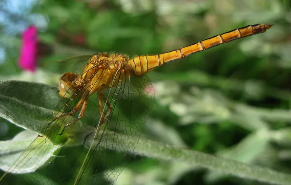 Picture leaf, Dragonfly, Golden
