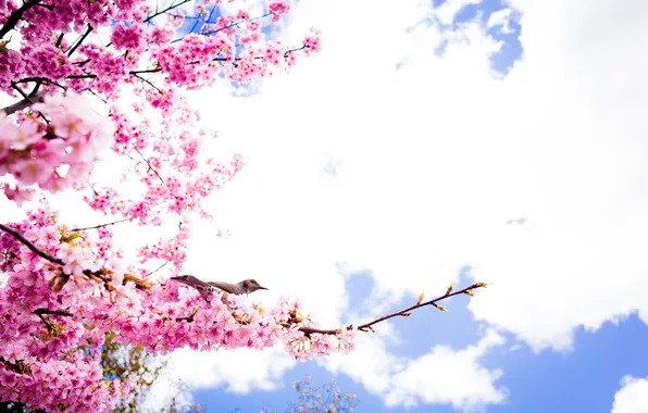 Picture spring, petals, Sakura, bird, flowering