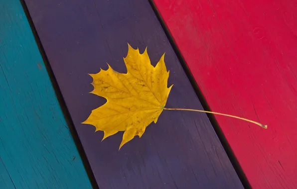 Autumn, sheet, paint, strip, Board, maple