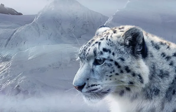 Ice, face, snow, predator, IRBIS, snow leopard