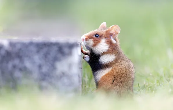 Grass, pose, hamster, profile, concrete, stand, bokeh, blurred background