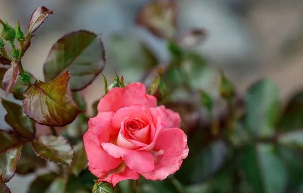 Picture roses, pink, beautiful, the bushes, @hdesert