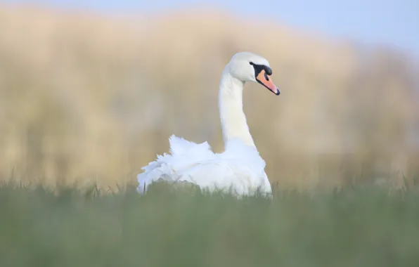 Picture white, grass, look, nature, background, bird, glade, swans