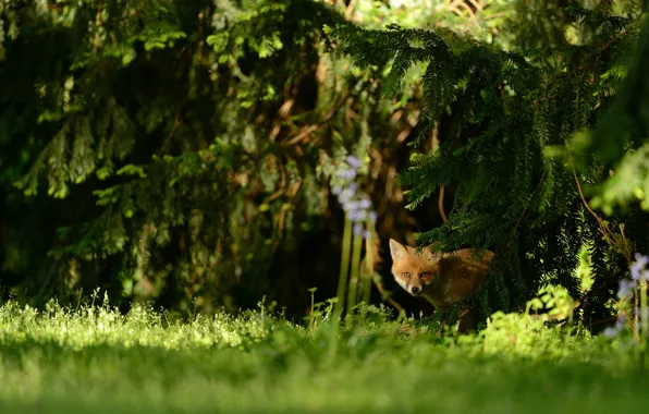 Forest, grass, look, light, trees, branches, nature, pose