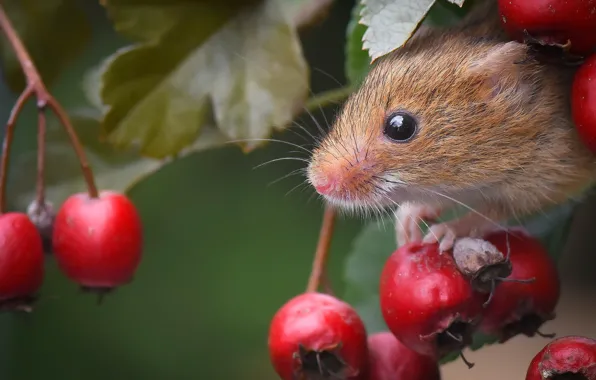 Picture berries, mouse, muzzle, rodent, hawthorn