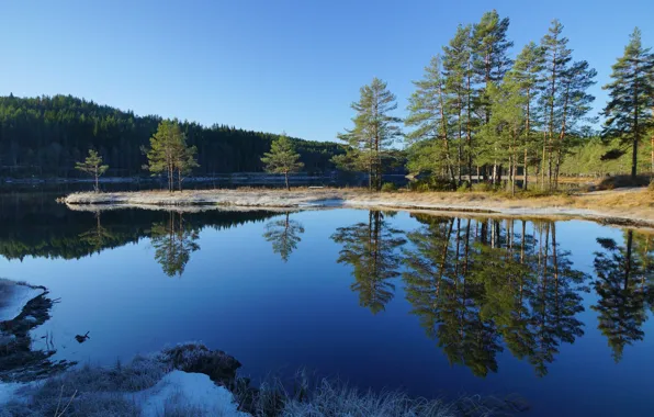 Forest, the sky, trees, landscape, reflection, river, pine