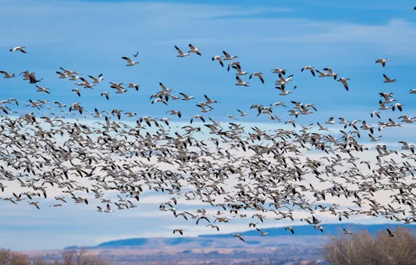 Flight, birds, pack, geese