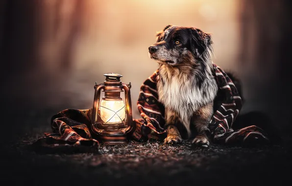 Picture dog, lantern, plaid