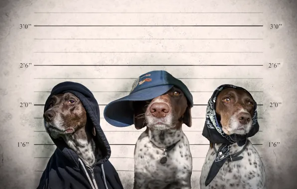 Picture trio, shawl, criminals, cap