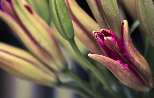 Leaves, flowers, Lily