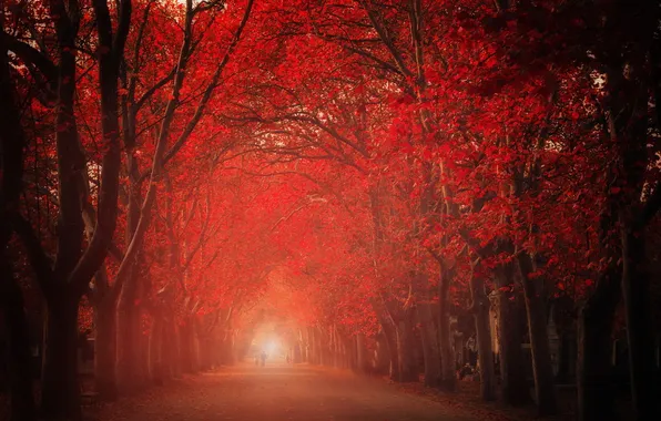 Trees, the city, street