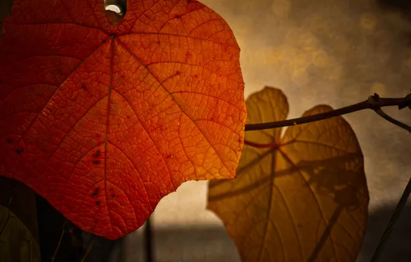 Autumn, macro, foliage