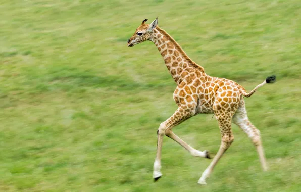 Picture running, giraffe, spot, cub, young