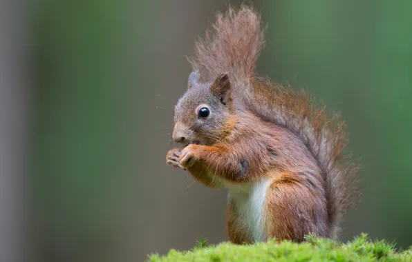 Picture nature, background, sweetheart, moss, protein, sitting, ponytail, squirrel