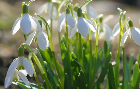 Flowers, nature, tenderness, plants, spring, snowdrops, primroses, cottage