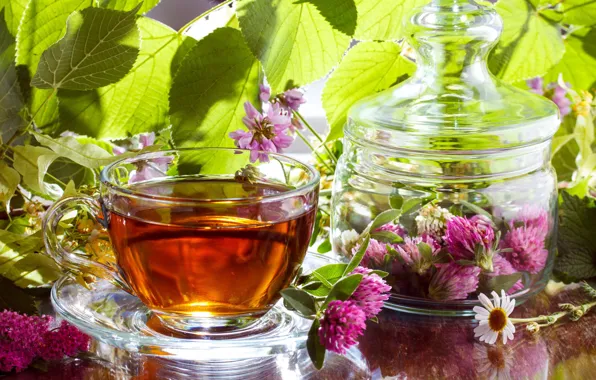 Daisy, Cup, Clover, Infusion, Linden