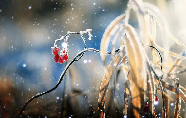 Winter, snow, berries