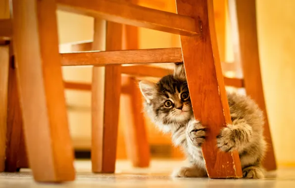 Picture cat, background, chair