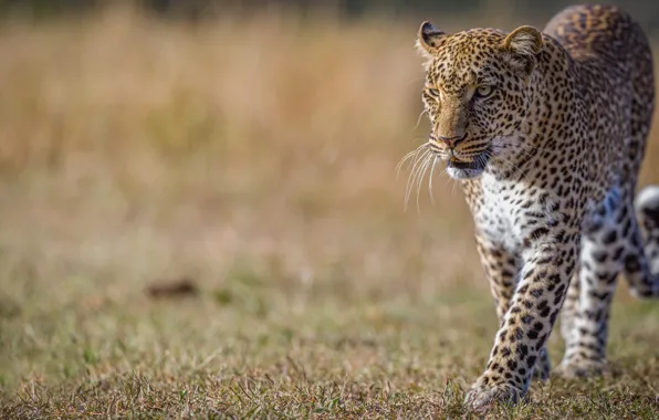 Picture background, leopard, wild cat