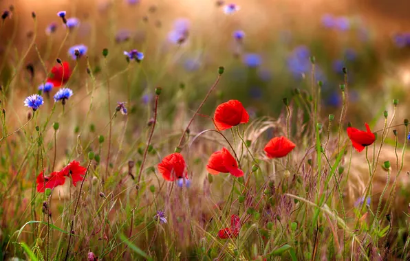 Summer, rays, light, flowers, Maki, meadow, red, blue
