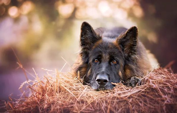 Look, face, dog, hay, German shepherd