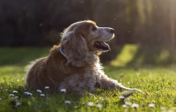 Picture forest, grass, rays, flowers, glade, dog, puppy, profile