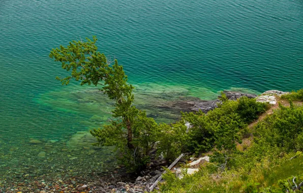 Picture trees, lake, ruffle