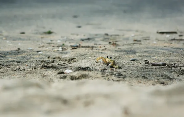 Sand, animals, beach, crab