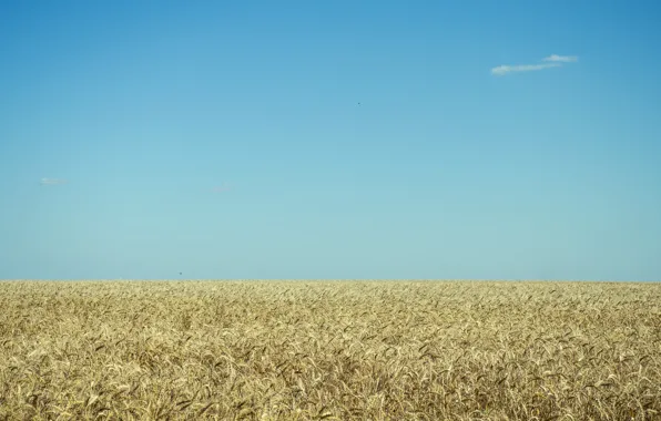 Wheat, field, serenity, blue sky