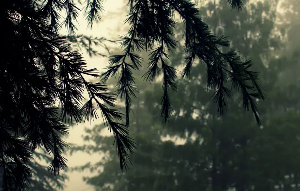 Picture forest, macro, nature, fog, branch, needles, cedar, bad weather