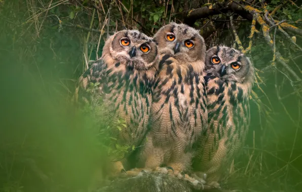 Look, birds, branches, owls, trio, bokeh, owl, Trinity