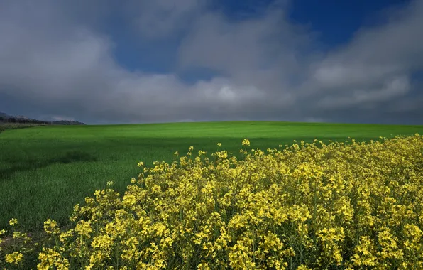Greens, field, the sky, clouds, flowers, yellow, cereals, rape