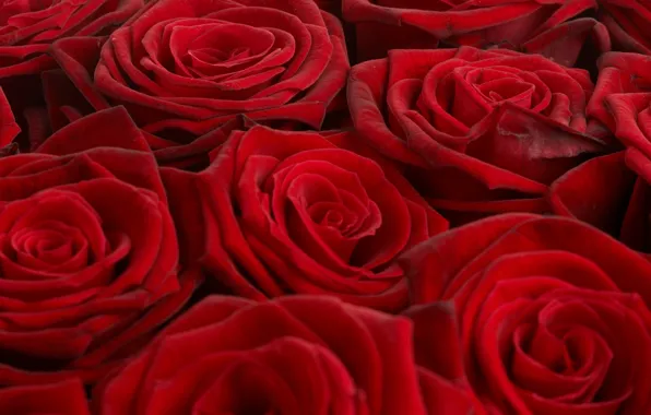 Picture red, Wallpaper, roses, bouquet