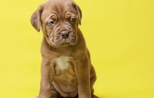 Look, pose, background, dog, paws, baby, puppy, face