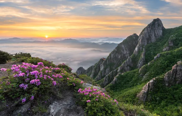 The sky, the sun, flowers, mountains, fog, stones, rocks, dawn