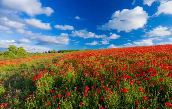 Field, summer, the sky, landscape, flowers, nature, Maki, meadow