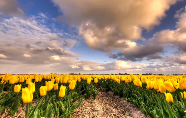 Field, the sky, leaves, clouds, flowers, beauty, spring, yellow