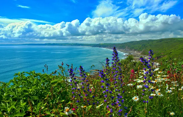 Sea, flowers, coast, Bay, England, Cornwall, Cornwall, Whitsand Bay