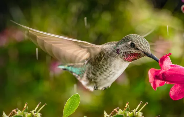 Picture flower, rain, Hummingbird, flight, bird, William Lee