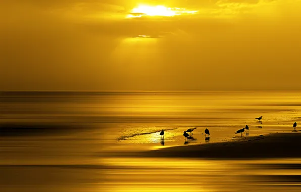 Picture sea, sunset, bird, shore
