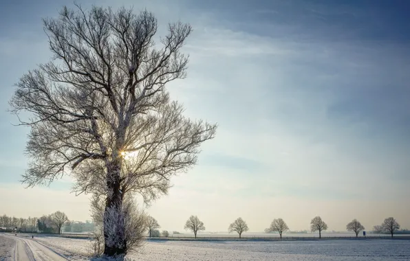 Winter, road, tree