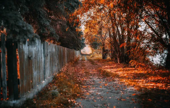 Road, autumn, leaves, trees, street, the fence, Autumn